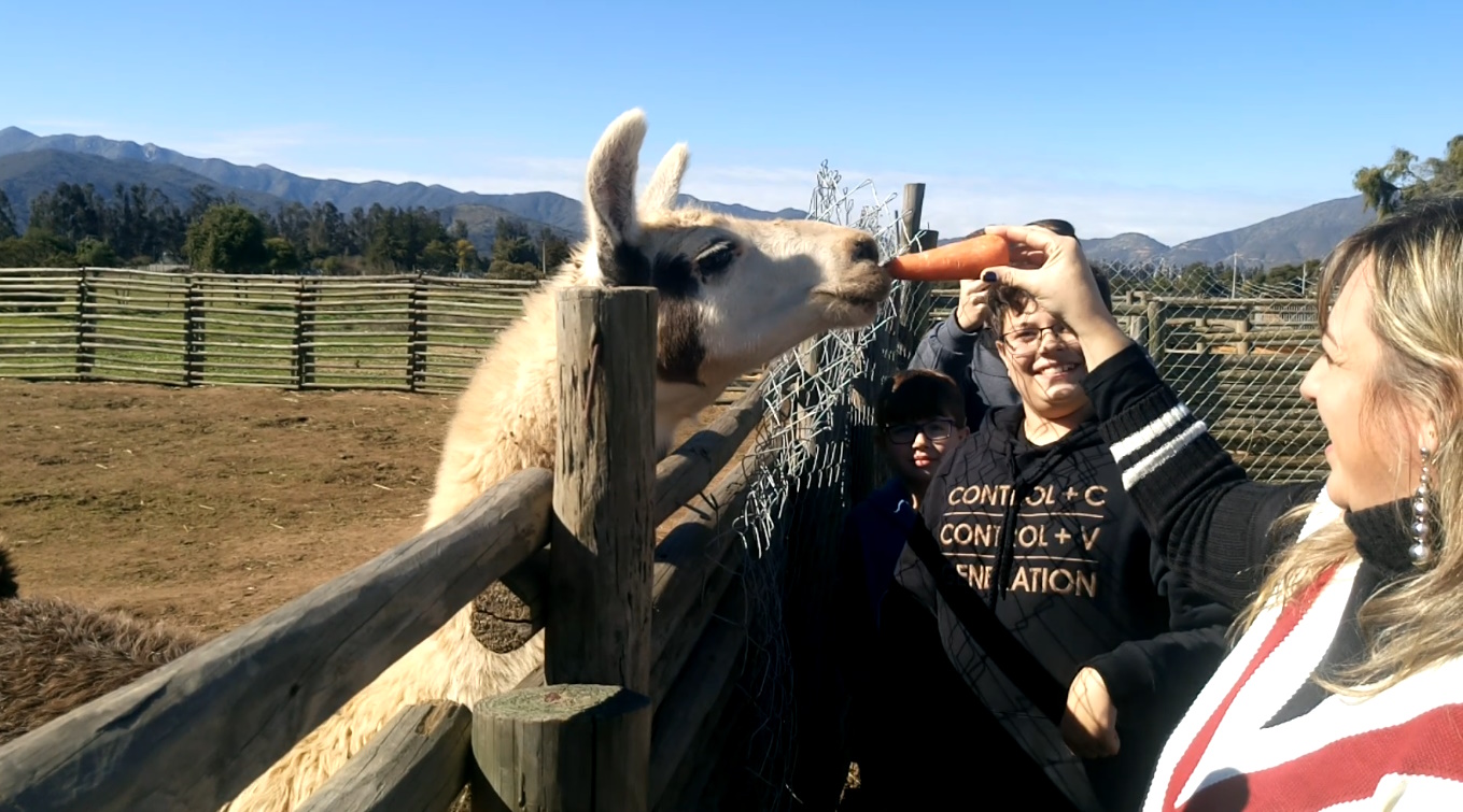 Encuentro con Llamas en Tours Cordillera Chile